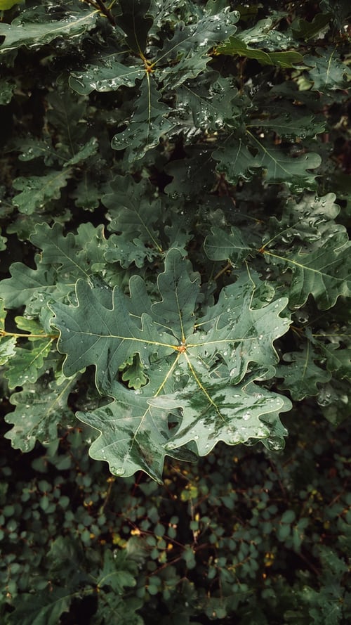 oak tree blog image Surviving Wild Bushcraft